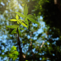young green tree closeup nature background
