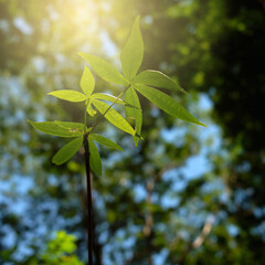 young green tree closeup nature background