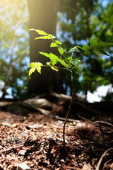 young green tree closeup nature background