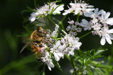 honeybee