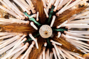 Macro shot of the center of the sea urchin