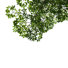 Fototapeta premium green leaves isolated on white background