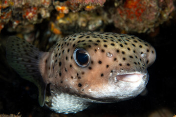 Spot-fin porcupinefish, Diodon hystrix in a tropical coral reef of Andaman sea © Krzysztof Bargiel