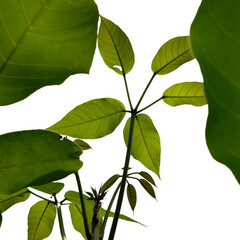 green leaves isolated on white background