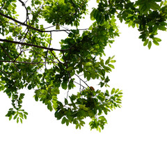green leaves isolated on white background