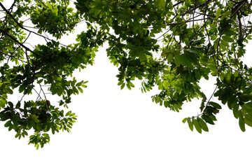 green leaves isolated on white background