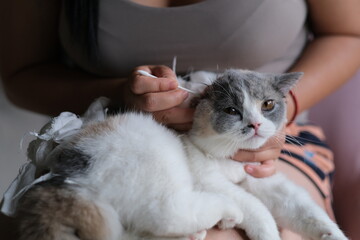 close up pet owner using cotton swab to clean British shorthair cat's ear. blur background
