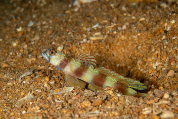 Wide-barred Shrimpgoby, Amblyeleotris latifasciata cloesup