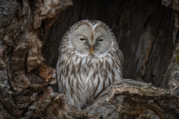 A close-up shot of a Great Gray Ural owl perches inside a tree-hole in Hokkaido, Japan