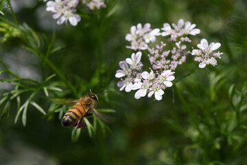 honeybee