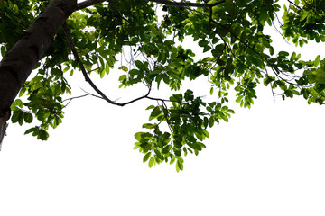 green leaves isolated on white background