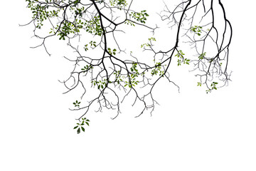 green leaves isolated on white background