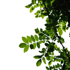 green leaves isolated on white background