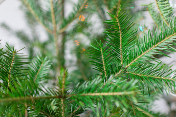 Green fir tree branches close up, holiday background, happy new year and christmas concept