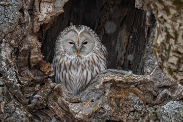 A close-up shot of a Great Gray Ural owl perches inside a tree-hole in Hokkaido, Japan
