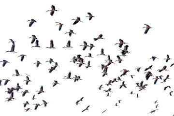 A group of sandhill cranes flying white background