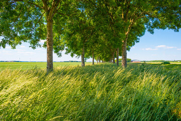 Double line of trees with a lush green foliage in a grassy green field along a countryside road in sunlight in spring
