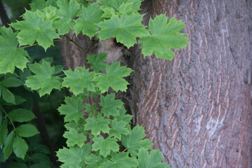 Leaf-plant-wheat-branch