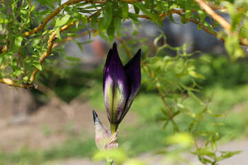 Purple iris flower bud side view with willow twigs above it