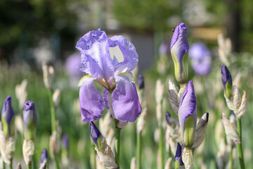 Beautiful lilac iris flower on the background of iris buds