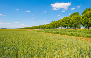Green wheat in an agricultural field in the countruside in sunlight below a blue sky in spring