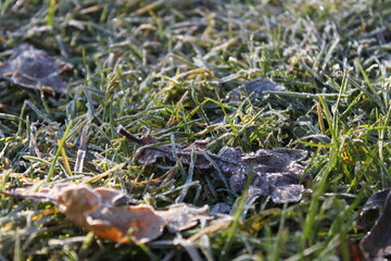 Autumn forest landscapes - golden hour