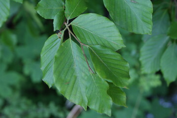Leaf-plant-wheat-branch