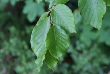 Leaf-plant-wheat-branch