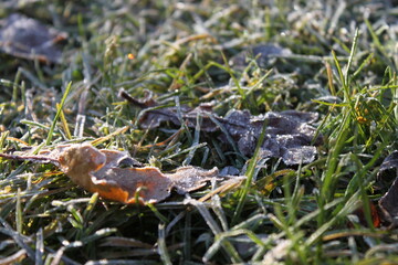 Autumn forest landscapes - golden hour
