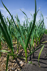 Fototapeta premium Young garlic in the garden. Kitchen garden in the village.