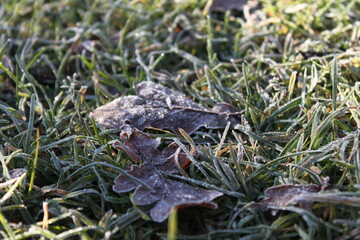 Autumn forest landscapes - golden hour