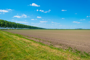 Fototapeta na wymiar Green crop in an agricultural field in the countruside in sunlight below a blue sky in spring