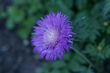 Beautiful lilac cornflower close up side view with blurred background of leave