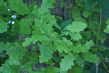 Fototapeta na wymiar Leaf-plant-wheat-branch