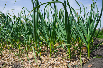 Young garlic in the garden. Kitchen garden in the village.