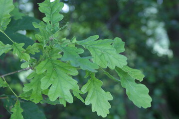 Leaf-plant-wheat-branch
