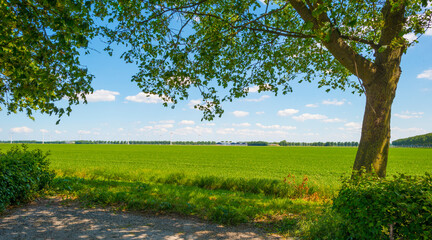 Canal with reed in a rural area below a blue  sky in sunlight in spring