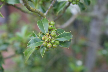 Leaf-plant-wheat-branch