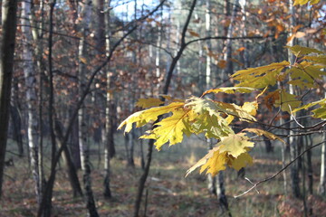 Autumn forest landscapes - golden hour