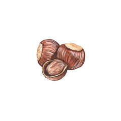 Watercolor illustration of hazelnut on a white background
