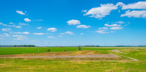 Wild flowers along a canal with reed in a rural area below a blue  sky in sunlight in spring