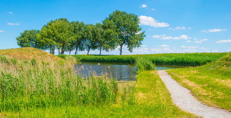 Trees along a canal with reed in a rural area below a blue  sky in sunlight in spring