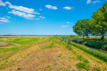Trees along a canal with reed in a rural area below a blue  sky in sunlight in spring