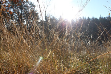 Autumn forest landscapes - golden hour
