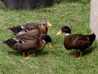 canards