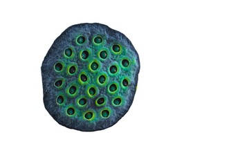 Lotus seed pods isolate on white background with space for putting text. Green lotus seed pods background