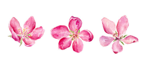 Set of Watercolor illustration of pink Apple and Cherry flowers.