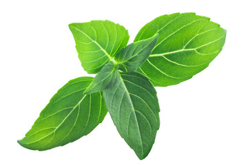 Greek basil o.basilicum, paths, top