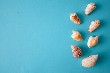Creative flat lay set sea shell decorative frame place for text. Concept of summer travel vacations. Top view of seashells on blue background in minimal style, copy space. Summer background.