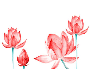 Set of watercolor botanical illustration Lotus flower pink. Element for design of invitations